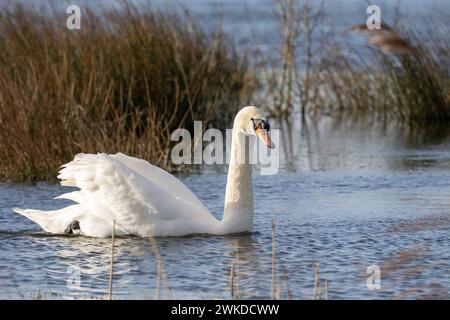 Wunderschön sonnendurchfluteter Stummschwan (Cygnus olor), der auf blauem Wasser in einem Schilfhabitat in England gleitet. Großbritannien im Februar. Stockfoto