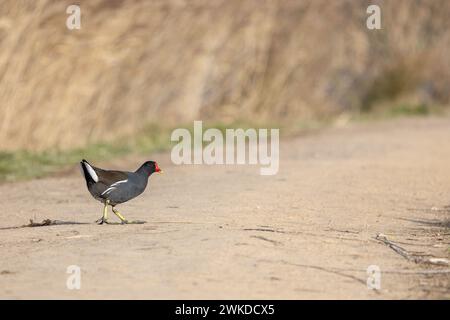 Die sonnendurchflutete Moorhen (Gallinula chloropus) überquert einen Wanderweg in einem Feuchtgebiet mit Schilf in Großbritannien in der tiefen Wintersonne. Stockfoto