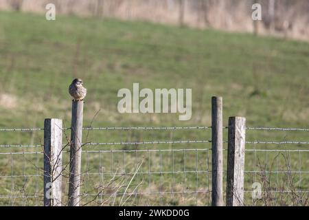 Kestrel (Falco tinnunkulus) sitzt auf dem Pfosten eines Stacheldrahtzaugs. Yorkshire, Großbritannien im Februar Stockfoto