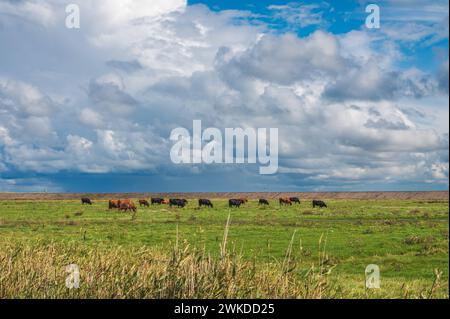 Rinder auf einer Weide hinter dem Deich an der Nordseeküste in Nordfriesland Spaziergänger auf dem Deich *** Rinder auf einer Weide hinter dem Deich an der Nordseeküste in Nordfriesland Spaziergänger auf dem Deich *** Rinder auf einer Weide hinter dem Deich an der Nordseeküste in Nordfriesland Stockfoto