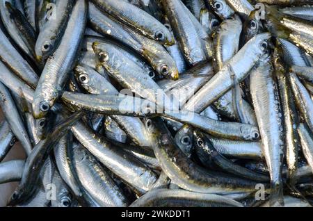 Pilchard, Nahaufnahme. Frischer Meeresfisch auf einem Markt. Fischmarkt. Sardinen auf Eis zum Verkauf auf der Straße. Fischhändler verkaufen Fisch und Meeresfrüchte Stockfoto