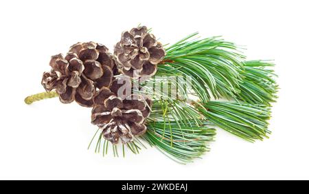 weihnachten Winter Tannenzweige, Tannenzapfen. Winterstrauß isoliert auf weißem Hintergrund. Einrichtung im botanischen Grün. Kiefernzweig mit Kegel. Stockfoto