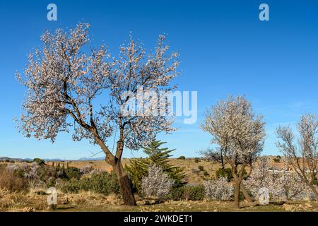Mandelbäume mit weißen Blüten unter einem hellblauen Himmel, die den Frühling auf dem Land hervorheben Stockfoto