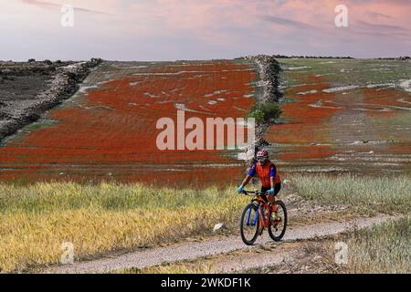 Ein aktiver Mountainbiker in Sportbekleidung fährt einen Trail mit markanten roten Feldern unter einem Sonnenuntergang Stockfoto