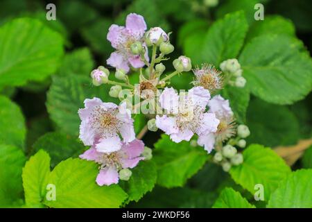 Die rosa Blüten einer wilden Bramble (Rubus fruticosus) oder Brombeerpflanze, England, Großbritannien Stockfoto