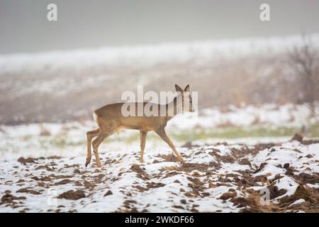 Rehe gehen durch ein schneebedecktes Feld, Februartag Stockfoto