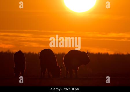 Säugetiere wilde Natur Europäischer Bison Bison bonasus Wisent Herde auf dem Feld Nordosten von Polen, Europa Knyszynska Wald Sonnenuntergang Stockfoto