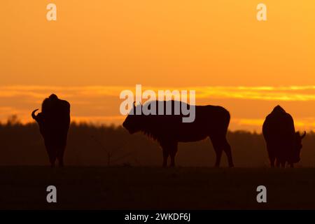 Säugetiere wilde Natur Europäischer Bison Bison bonasus Wisent Herde auf dem Feld Nordosten von Polen, Europa Knyszynska Wald Sonnenuntergang Stockfoto