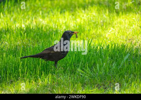 Gemeine Amsel mit einem Wurm im Schnabel, Aprilblick Stockfoto