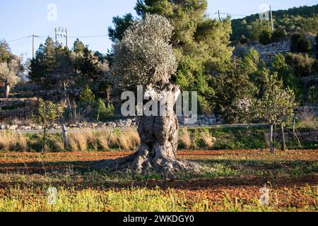 PLA de Corona, charakteristisch für seine Natur, in der Stadt Santa Agnes auf der Insel Ibiza. Stockfoto