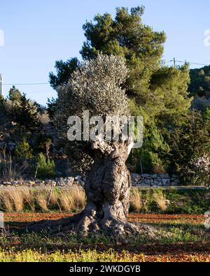 PLA de Corona, charakteristisch für seine Natur, in der Stadt Santa Agnes auf der Insel Ibiza. Stockfoto