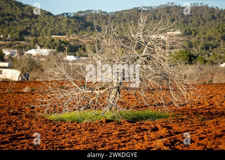 PLA de Corona, charakteristisch für seine Natur, in der Stadt Santa Agnes auf der Insel Ibiza. Stockfoto