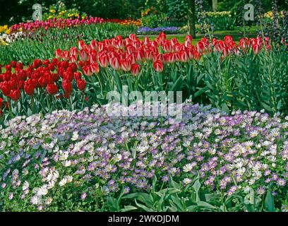 Frühlingsblüten in bunten Blumenrabatten, vorn Anemonen dahinter Tulpensorten Gartenfruehling *** Frühlingsblüten in bunten Blumenbeeten, Anemonen vorne, Tulpen im Hintergrund Gartenfrühling Stockfoto