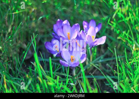 Die violetten Krokusse Stockfoto