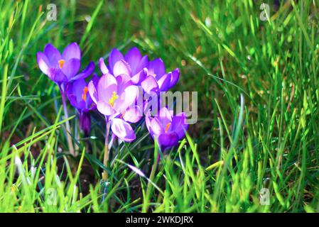 Die violetten Krokusse Stockfoto