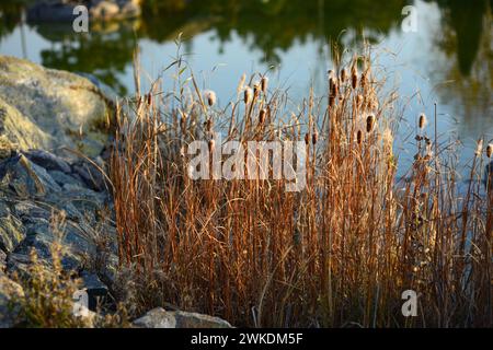 Schilfdickicht vor der Kulisse eines Sees bei Sonnenuntergang. Stockfoto