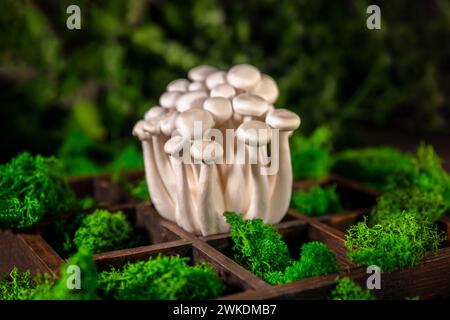 Nahaufnahme eines Haufens Shimeji-Pilze in einem hölzernen Behälter, umgeben von grünem Moos, Superfood, einer Art köstlicher Austernpilze, gesundes Essen, Stockfoto