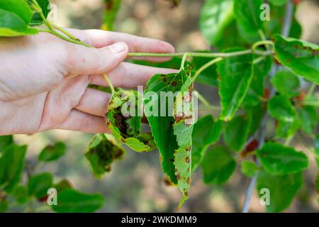 Ein Gärtner untersucht die Blätter eines Maulbeerbaums, der von Kokkomykose betroffen ist. Nahaufnahme der Hände. Stockfoto