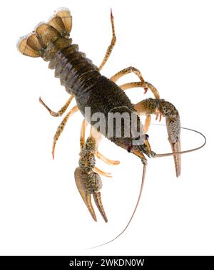 Lebende Flusskrebse isoliert auf weißem Hintergrund. Beschneidungspfad. Draufsicht. Stockfoto