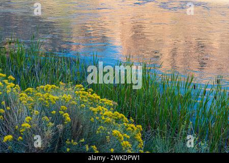 BLUMEN UND SPITZHAUFEN ENTLANG DES CHAMA RIVER, ABIQUIU, NM, USA Stockfoto