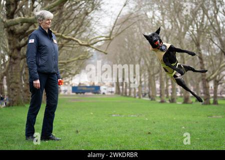 Finalistin des Crufts Canine Held Award, Such- und Rettungshund Vesper a Belgischer Malinois mit ihrem Hundeführer Niamh Darcy, bei einem Launch Event für Crufts 2024 in Green Park, London. Bilddatum: Dienstag, 20. Februar 2024. Stockfoto