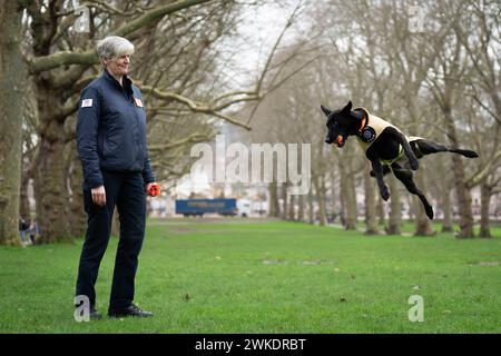 Finalistin des Crufts Canine Held Award, Such- und Rettungshund Vesper a Belgischer Malinois mit ihrem Hundeführer Niamh Darcy, bei einem Launch Event für Crufts 2024 in Green Park, London. Bilddatum: Dienstag, 20. Februar 2024. Stockfoto