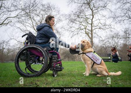 Finalist des Crufts Canine Held Award Golden Retriever Phoebe mit Besitzer Jazz Turner, bei einer Einführungsveranstaltung für das Crufts 2024 in Green Park, London. Bilddatum: Dienstag, 20. Februar 2024. Stockfoto