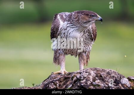 Wunderschönes Nahporträt eines Adlers von Bonelli in der Landschaft der Sierra Morena, Andalusien, Spanien, Europa Stockfoto