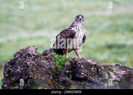 Wunderschönes Nahporträt eines Adlers von Bonelli in der Landschaft der Sierra Morena, Andalusien, Spanien, Europa Stockfoto