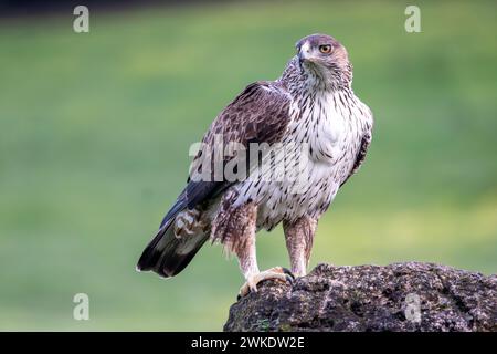 Wunderschönes Nahporträt eines Adlers von Bonelli in der Landschaft der Sierra Morena, Andalusien, Spanien, Europa Stockfoto