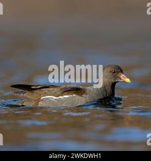 Gemeiner Moorhen (Gallinula chloropus) schwimmt auf schönen farbigen offenen Wasser, Wildtiere, Europa. Stockfoto