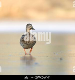 Stockenten / Wildenten / Stockente ( Anas platyrhynchos), einsames Weibchen, spaziert über einen gefrorenen See, lustiger frontaler Tiefpunkt, Windelgang, W Stockfoto