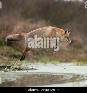 Rotfuchs (Vulpes vulpes), erwachsen im Winter, springt über einen kleinen Bach in einem Sumpf, Fern- und Hochsprung, Jagd, Wildtiere, Europa. Stockfoto