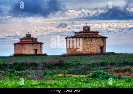 Alte Taube in den Lagunen von Villafafila, Zamora. Spanien. Stockfoto