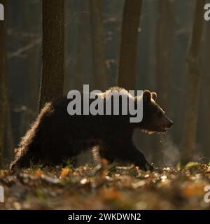 Europäischer Braunbär ( Ursus arctos ) durch einen Wald spazieren, im ersten Morgenlicht, Hintergrundbeleuchtung, sichtbare Atemwolke, Europa. Stockfoto