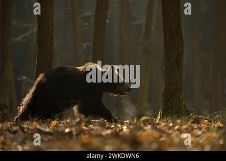 Europäischer Braunbär ( Ursus arctos ) durch einen Wald spazieren, im ersten Morgenlicht, Hintergrundbeleuchtung, sichtbare Atemwolke, Europa. Stockfoto