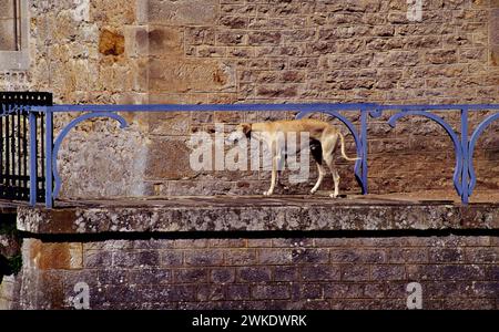 Schutzhund vor einem Schloss Stockfoto