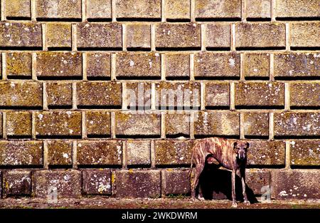 Schutzhund vor einem Schloss Stockfoto