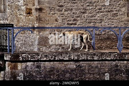 Schutzhund vor einem Schloss Stockfoto