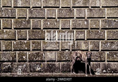 Schutzhund vor einem Schloss Stockfoto