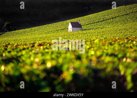 Weinberge von Aloxe-Corton, Côte-d'Or, Burgund, Frankreich Stockfoto