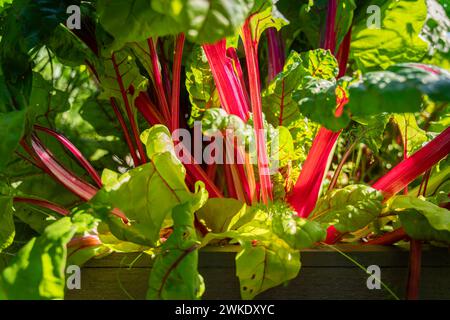 Farbenfroher Mangold wächst im Garten. Blattgemüse oder Mangold (Beta vulgaris). Nahaufnahme der wachsenden Mangold. Stockfoto