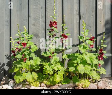 Hollyhocks (Alcea rosea). Omas Blumengarten. Vintage-Blumen aus Omas Garten. Altmodische Hollyhocks. Stockfoto