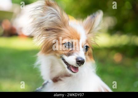 Eine Nahaufnahme eines papillon-Hundes. Der Papillon, auch der kontinentale Spielzeugspaniel genannt. Porträt eines papillon-Rassenhundes auf einer Wiese. Stockfoto