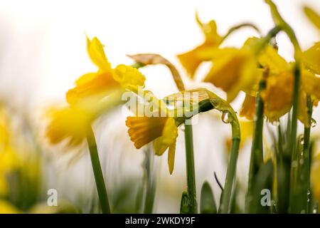 Nahaufnahme, seitliche, flache Ansicht von Narzissen am Himmel. Frühjahrshintergrund, Konzept. Stockfoto