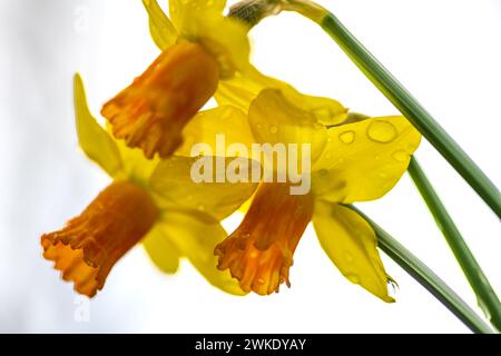 Makronaht von Narzissen-Blumenköpfen mit in weiß isolierten Regentropfen. Blumenmuster, Frühlingshintergrund. Stockfoto