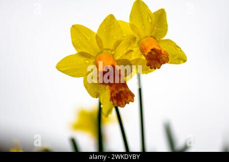 Nahaufnahme, frontale, niedrige Ansicht von Narzissen am Himmel. Frühjahrshintergrund, Konzept. Stockfoto