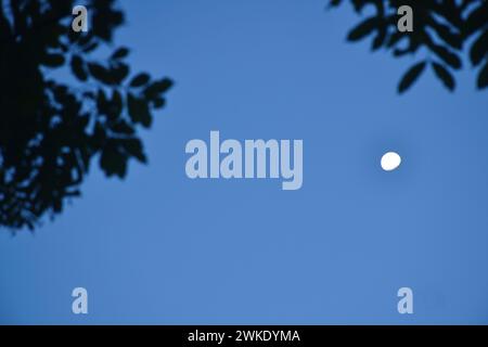 Halbmond schwimmt am Himmel mit verschwommener Silhouette, Olivenblatt im Vordergrund Stockfoto