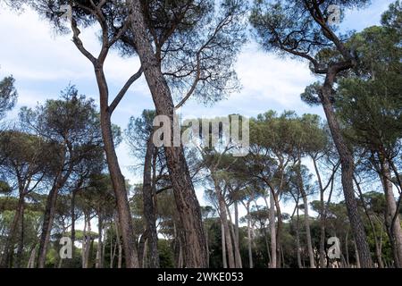 Italien, Roma, 17.04.2022. Tourismus durch die Stadt Rom, die italienische Hauptstadt, mit ihren Denkmälern und archäologischen Stätten. Italie, Rom, le 2022-04- Stockfoto