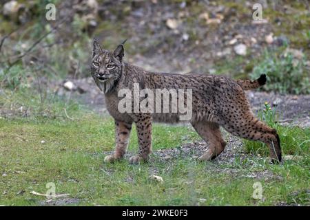 Wunderschönes Porträt eines weiblichen iberischen Luchses auf dem Gras im Wald von Sierra Morena, in Jaen, Spanien Stockfoto